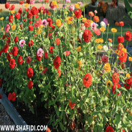 FRESH ZINNIA